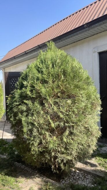 саженцы черного ореха: Көчөттөр дарактардын: Туялар