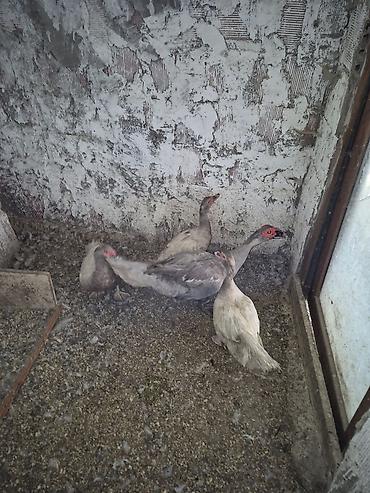 Satılır. Mirvari 3 dişi Lavanda 1 erkək