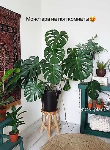 Монстеры: Распродажа цветов связи с переездом. делициоза (Monstera deliciosa) — — 4