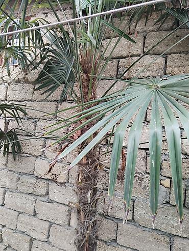Деревья: Trachycarpus (yelpənək formalı yarpaqlı xurma) ağacı - Növ: Dekorativ — 1
