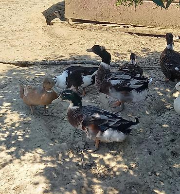 quş: Səsli ördəklər tam sağlam 6 aylıq lal ördəklədə barter edərəm — 4