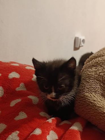 Отдам даром кошку: Котята девочки мальчики 1,5 месяца (серые мальчики, чёрно-белым — 16