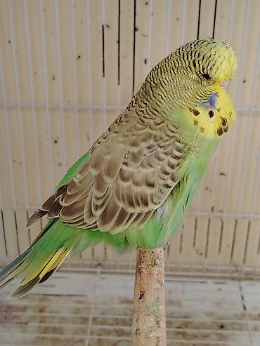 rengli quslar: Jumbo qanında, 4 aylıq dişi dalmatin-boya tonlarında lori – yaşıl-göy — 2