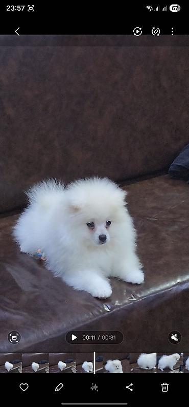 heyvan evleri: Məhsul: Pomeranian Spitz balası - Rəng: qar kimi ağ - Xəz: sıx — 5