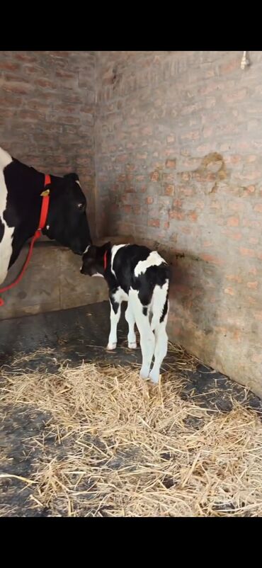 Inəklər, öküzlər: Holşteyn cinsli inək buzovla birlikdə - Qara-ağ rəngli, iri bədən — 5