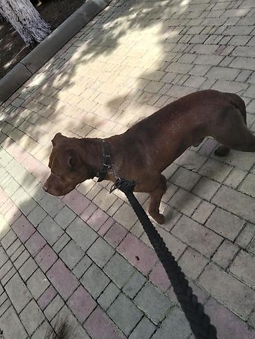 İtlər: 𝘈𝘺𝘢𝘲𝘭𝘢 𝘮𝘰̈𝘩𝘬ə𝘮 𝘴𝘪𝘮𝘦𝘵𝘪𝘥𝘪𝘬𝘥𝘪𝘳. 𝘪𝘵𝘪𝘯 𝘩𝘦𝘤̧ 𝘣𝘪𝘳 𝘬𝘢 𝘱𝘳𝘪𝘻𝘪 𝘰𝘭𝘢 𝘣𝘪𝘭𝘮ə𝘻 — 5