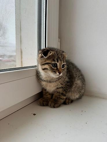 Продажа кошек: Котята 500с каждая . мама вислоухая. 2 месяца котятам. можно забрать с — 12