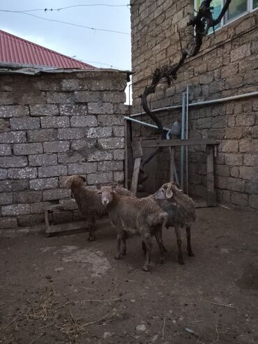 Qoyunlar, qoçlar: Razilasmaq olar — 10