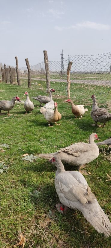 Другие с/х животные: Мускусная утка (индоутка), светло-серая окраска с красной маской на — 8