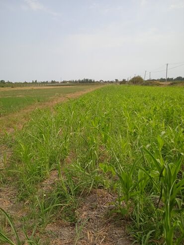 Torpaq sahələrinin satışı: 36 sot, Kənd təsərrüfatı, Kupça (Çıxarış) — 4