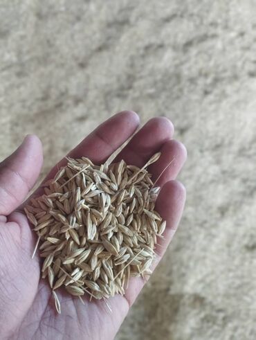 симина кукуруза: Арпа, кукуруза
Цена договорная