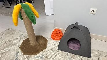 для скота: 🐱 Продаётся кошечка Мия 🤍 Шотландская вислоухая девочка, 7 месяцев — 8