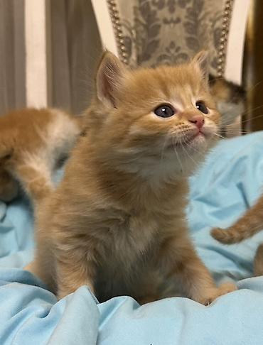 Продажа кошек: Лесная, 1 месяц, Мальчик, Рыжий — 10