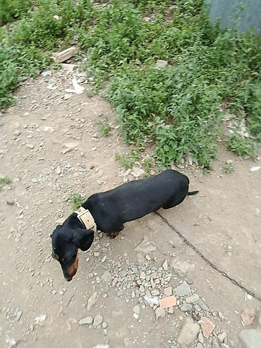 qurbanlıq heyvanlar: Satılır: qısa tüklü, qara rəngli taksa (daxshund) cinsi it — 1
