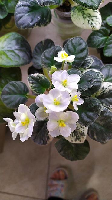 Фиалки и глоксинии: Продаются детки миниатюрных фиалок,крепкие,подрощенные.Сортов много — 7