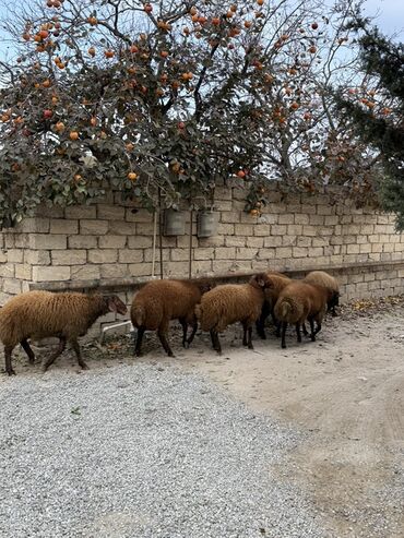 Qoyunlar, qoçlar: Erkək, Qala, il: 1, 65 kq, Damazlıq, Ünvandan götürmə — 6