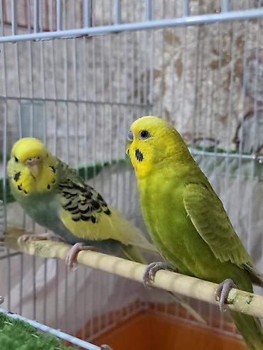 сколько стоят попугайчики: Qəfəslə birlikdə hazır cüt volnistiy satılır . dişi quş ələ — 4