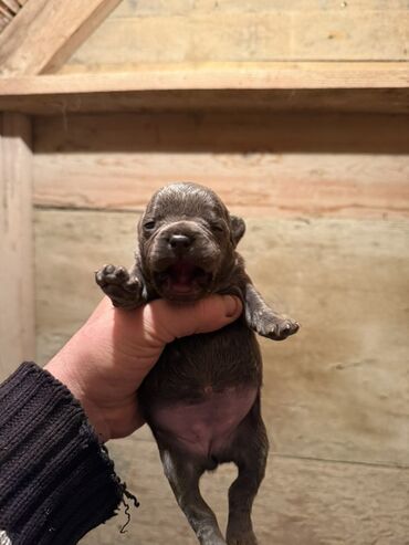İtlər: Amerikan buldoqu, 1 ay, Peyvəndli, Ödənişli çatdırılma — 3