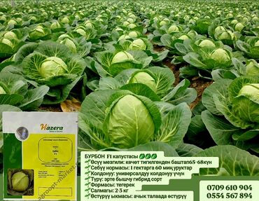 Овощи: Семена овощей: Помидоры, Огурцы, Лук, Самовывоз, Бесплатная доставка, Платная доставка — 8