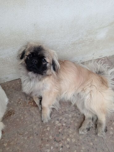 it cinsleri: Pekines, 11 ay, Erkek, Cütləşmə üçün, Ünvandan götürmə, Ödənişli çatdırılma