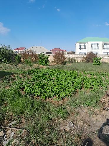 Torpaq sahələrinin satışı: 10 sot, Tikinti, Mülkiyyətçi, Kupça (Çıxarış) — 8