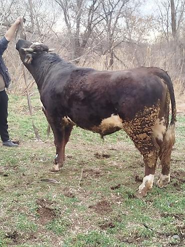 Коровы, быки: Продаю | Бык (самец) | Для разведения | Племенные — 18