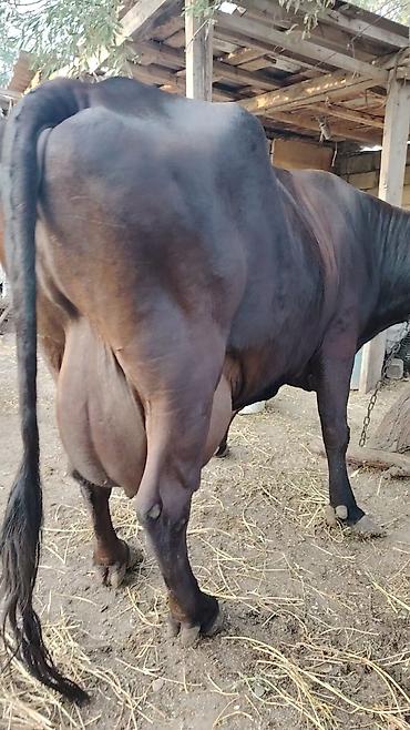simmental inək cinsi: Heyvan 5 qarın doğub Təzə doğanda 26 litr süd verir. 7 aydı doğub hal — 3