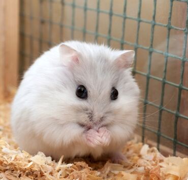 Hamster qefesle yemi ile apilkasi ile birge satilir