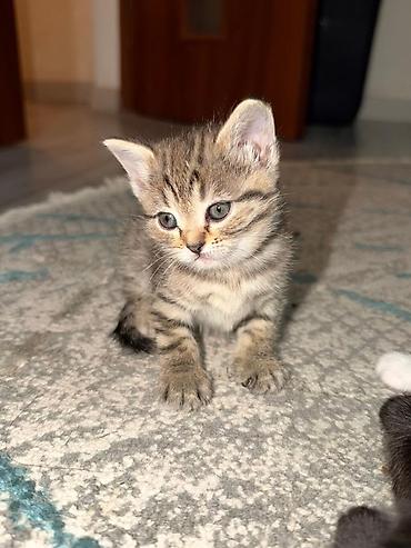 Кошки: Британская короткошёрстная, 1 месяц, Мальчик, Биколор, Метис — 7