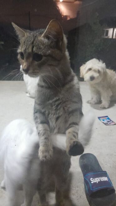 Pişiklər: Türk anqora -da lalafo.az — 31 Pişiklər: Türk anqora — 31