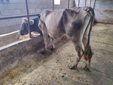 сколько стоит корова в кыргызстане 2023: Продаю | Корова (самка) | На откорм