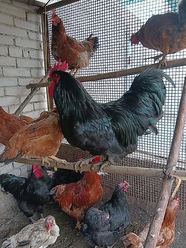 Птицы: Продаю — 10