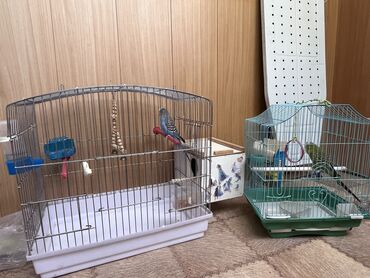 продам суточных цыплят: Срочно в связи с переездом продаю волнистых попугаев вместе с клеткой