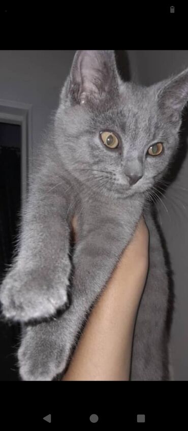сколько стоит чау чау: 🐾 Отдаём котёнка в добрые руки! 📍 Бесплатно 🐱 Мальчик, 3–4 месяца ✅