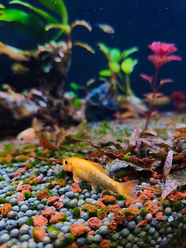 su çəkən mator: Gold Chinese Algae Eater. Qızılı Çin yosun yeyəni satıram. Barter — 1