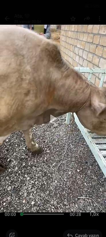 Inəklər, öküzlər: Salam aleykum əziz dosdlar bele bir gözel dogmamiş dügemiz çıxdı -da lalafo.az — 11 Inəklər, öküzlər: Salam aleykum əziz dosdlar bele bir gözel dogmamiş dügemiz çıxdı — 11