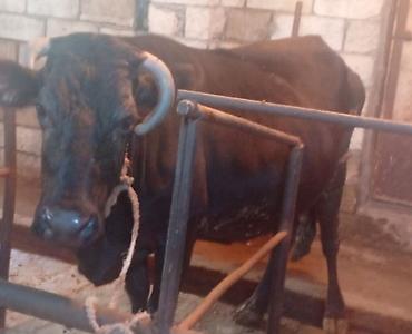 Mal-qara: Ətlikdi Super kokdu Real alcılar Zeng Etsin — 2
