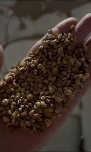 Другие виды семян и саженцев: 🌿Эспорцет үрөн урук 115 🌿Сатылат 🌿Дүң жана чекене 🌿Текшерүүдөн — 5