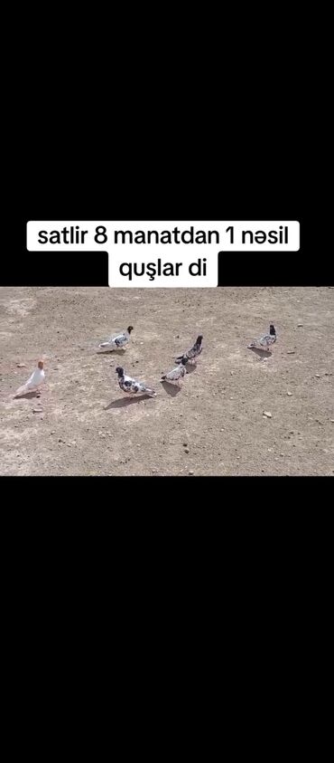 Heyvanlar üçün mallar: Qarabaşlar 2 dene quşun balası di
