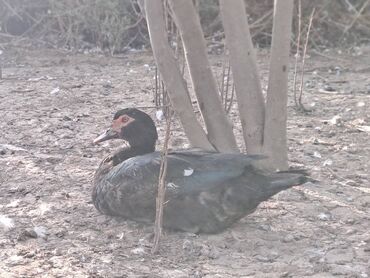 Ördəklər: Salam lal ördəklər satılır iri heyvanlardı fərələr 23 azn xoruzlar 34 — 10