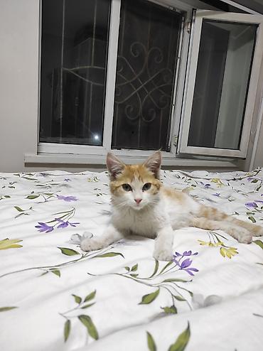 кошк: ОТДАМ ДАРОМ В ДОБРЫЕ И ЗАБОТЛИВЫЕ РУКИ Рыже-белый котёнок с мягкой — 1