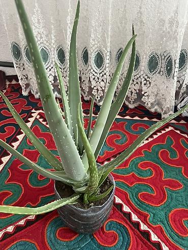 комнатная цветы: Алоэ вера в горшке - Домашнее суккулентное растение с мясистыми — 1