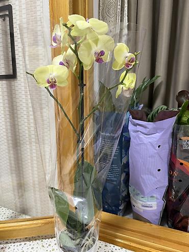 bitki toxumlari: Orxideya 1 çubuqlu 25azn 2çubuqlu 35azn. Ünvan Şamaxinka.çatdırılma — 8