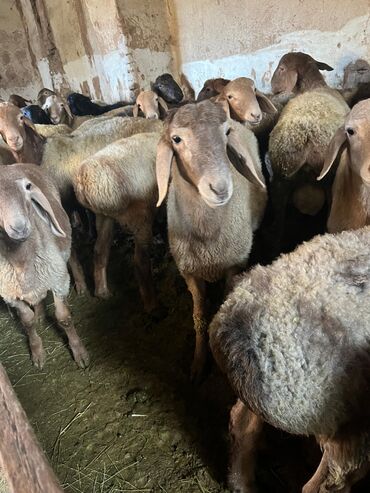 дойный коза: Продаю | Овца (самка) | Для разведения | Матка