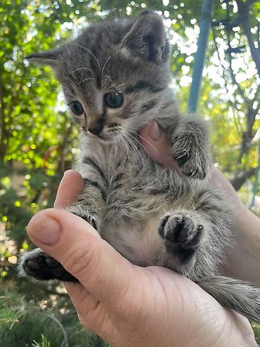 Кошки: Милые котятки ищут заботливых хозяев! - Очаровательные малыши — 1