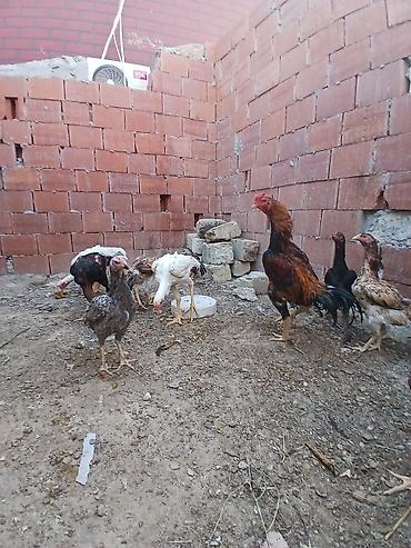 labrador satilir: Toyuq cücələri, Ətlik — 3