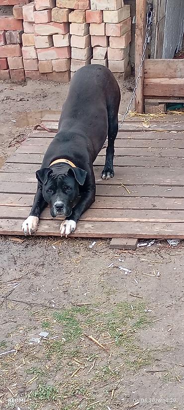 Продажа собак: Питбуль, 7 месяцев, Самка, С прививкой — 2