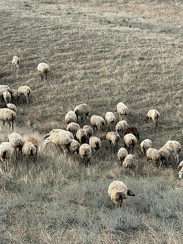 almaz qoyun: 129 baş qoyun satilir 1,2,3 qarin qoyunlar dir hamisi boğaz dir — 3