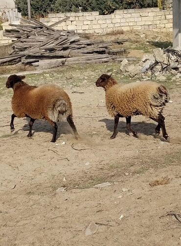 Qoyunlar, qoçlar: Qoyunların üçüdə erkəydi ikisi 35 kilodan çox çəki verir biri isə 40 -da lalafo.az — 7 Qoyunlar, qoçlar: Qoyunların üçüdə erkəydi ikisi 35 kilodan çox çəki verir biri isə 40 — 7