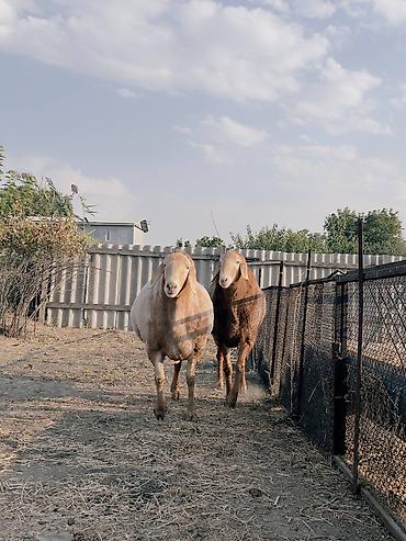 усыпление животных бишкек: Продаются два кочкара оба 4 зуба один линия Блондина один Айзенберг 2 — 1
